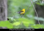 075 - 824 Prothonotary Warbler
