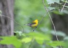 101Prothonotary Warbler