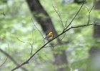 Prothonotary Warbler (10)