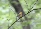 Prothonotary Warbler (11)