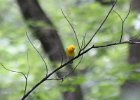 Prothonotary Warbler (12)