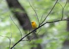 Prothonotary Warbler (13)