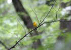 Prothonotary Warbler (14)