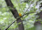 Prothonotary Warbler (15)
