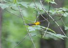 Prothonotary Warbler (16)