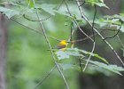 Prothonotary Warbler (17)