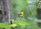 Prothonotary Warbler (18)