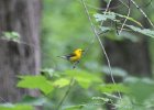 Prothonotary Warbler (2)