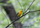 Prothonotary Warbler (3)