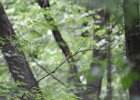 Prothonotary Warbler (31)
