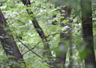 Prothonotary Warbler (32)