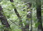Prothonotary Warbler (33)