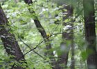 Prothonotary Warbler (34)