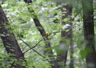 Prothonotary Warbler (35)