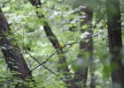 Prothonotary Warbler (37)