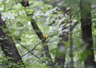 Prothonotary Warbler (39)