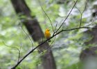 Prothonotary Warbler (4)