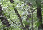 Prothonotary Warbler (41)