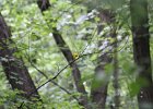 Prothonotary Warbler (42)