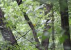 Prothonotary Warbler (43)