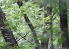 Prothonotary Warbler (44)