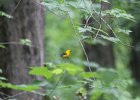 Prothonotary Warbler (46)