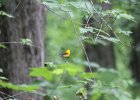 Prothonotary Warbler (47)