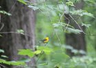 Prothonotary Warbler (48)