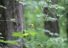 Prothonotary Warbler (49)