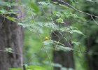 Prothonotary Warbler (50)