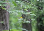 Prothonotary Warbler (51)