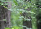 Prothonotary Warbler (52)