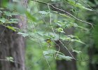 Prothonotary Warbler (53)