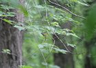 Prothonotary Warbler (55)