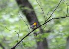 Prothonotary Warbler (6)