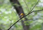 Prothonotary Warbler (7)