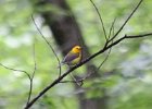 Prothonotary Warbler (8)