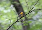 Prothonotary Warbler (9)