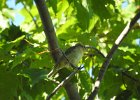 Worm-eating Warbler (24)