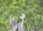 Worm-eating Warbler (25)