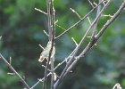 Worm-eating Warbler (33)