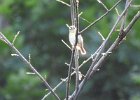 Worm-eating Warbler (35)
