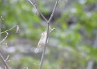 Worm-eating Warbler (37)