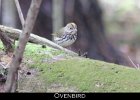 075 - 827 Ovenbird