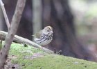 101Ovenbird