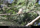075 - 829 Louisiana Waterthrush