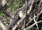 Louisiana Waterthrush (15)