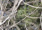 Louisiana Waterthrush (37)