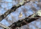 Louisiana Waterthrush (4)
