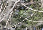 Louisiana Waterthrush (41)